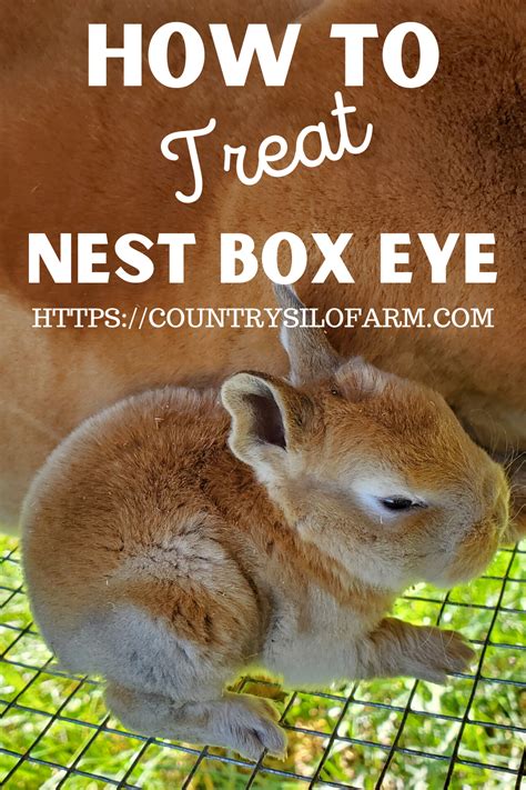 nursing rabbit nest boxes